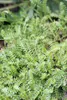 Leptinella squalida – Bodendecker – 24 Pflanzen – Ø9cm – Produktbild-Vorschau 6