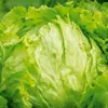 Eisbergsalat Great Lakes 118 Samen - Lactuca sativa - Produktbild-Vorschau 3
