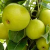 Nashi Nijiseiki Nashibaum - Buschbaum Topfballen Produktbild-Vorschau 1