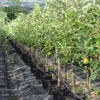 Apfelbaum `Elstar´ - Niedrigstamm, 120-140cm im 10L-Topf Produktbild-Vorschau 3