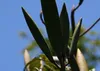 SAFLAX  - Tulipier du Gabon - 30 graines - Spathodea Voir les images du produit 8
