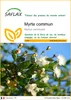 SAFLAX  - Myrte commun - 30 graines - Myrtus Voir les images du produit 1