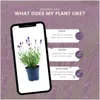 Plants by Frank | 6 Blauer Duft-Lavendel Pflanzen | Produktbild-Vorschau 5