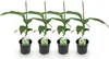 GreenboutiQ - Obstpflanze - Bananenpflanze - Musa Basjoo - Produktbild-Vorschau 1