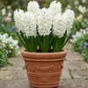 Hyazinthen Zwiebeln Winterhart Mehrjährig White Pearl - 15 Produktbild-Vorschau 4
