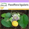SAFLAX - Sladká granadilla - Passiflora ligularis - 20 Náhľad obrázku produktu 5