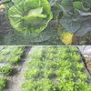 Insektenschutznetz 3x6 m – Gartennetz für Gemüse, Pflanzen, Produktbild-Vorschau 5