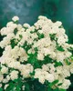 Spiraea nipponica 'Snowmound', Japanische Spiere, weiß, Produktbild-Vorschau 9