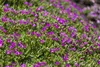 Delosperma sutherlandii, Mittagsblume, rosa Blüten, ca. 9x9 Produktbild-Vorschau 1