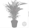 Bloomique - 2er-Set - Dypsis & Chamaedorea - Palme - Produktbild-Vorschau 3
