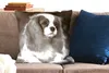 MuchoWow® Zierkissen Sofakissen Wohnzimmer Dekokissen 60x60 Produktbild-Vorschau 2