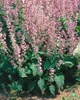 Muskatellersalbei, im Topf - Salvia sclarea Produktbild-Vorschau 10