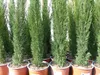 1 x Mittelmeerzypresse Cupressus Sempervirens Totem 100 - Produktbild-Vorschau 5