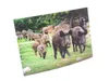 3D Postkarte Wildschwein Familie Produktbild-Vorschau 2