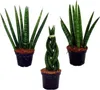 Sansevieria cylindrica - Inteligentná sada 3 kusov v 6,5 cm Náhľad obrázku produktu 1