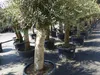 Olivenbaum Olive "60 Jahre" 200 - 240 cm, beste Qualität, Produktbild-Vorschau 8