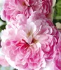 A close-up view of several pink roses. Produktbild-Vorschau