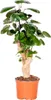 Bloomique - Polyscias Fabian - Aralie - Zimmerpflanzen - Produktbild-Vorschau 1