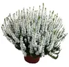Enseleits Calluna Beauty Lady´s weiß,Winterheide, Produktbild-Vorschau 1