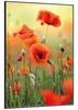 Wallario Wandbild Mohnblumenblüten, Größe: 70,30 x 100,30 Produktbild-Vorschau 2