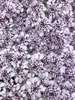 6 x Iberis Sempervirens 'Pink ice'® - Schleifenblume - Topf Produktbild-Vorschau 1