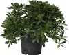 Pittospore du Japon - Pittosporum tobira nanum - Hauteur Voir les images du produit 1