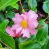 A close-up of a pink camellia flower with yellow stamens, surrounded by green leaves. Produktbild-Vorschau