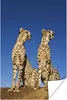 MuchoWow® Poster Wilde Geparden 120x180 cm - Kunstposter Produktbild-Vorschau 1