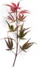 Acer palmatum 'Shaina', Japanischer Ahorn, kompakt, 60–80 Produktbild-Vorschau 12