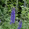 6 x Eisenhut  - Aconitum henryi 'Spark's Variety'  | Náhled obrázku produktu 1