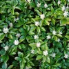 Pachysandra terminalis Green Sheen 1L Anteprima dell’immagine prodotto 1