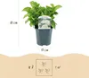 GreenboutiQ - Hortensie - Hydrangea macrophylla Blau - Produktbild-Vorschau 4