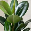 Gummibaum - pflegeleichte Zimmerpflanze, Ficus elastica Produktbild-Vorschau 6