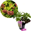 Hydrangea quercifolia "Ruby Slippers", eikenbladhortensia, Productafbeelding-voorbeeld 1