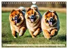 Chow Chow - der Löwenkopfhund (Wandkalender 2027 DIN A4 Produktbild-Vorschau 15