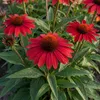 Stauden Gänge 1 x Echinacea purpurea 'Lakota Red' - Roter Produktbild-Vorschau 8