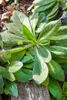 A close-up view of a plant with green leaves growing among rocks and soil. Produktbild-Vorschau
