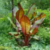 GreenboutiQ - Plante fruitière - Plante bananier - Ensete Voir les images du produit 5