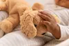 Steiff Floppy Lumpi cane 20 marrone chiaro sdraiato 242595 Anteprima dell’immagine prodotto 2