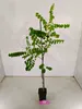 A young tree in a black pot, supported by a stake, against a white and light gray background. Produktbild-Vorschau