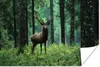 MuchoWow® Poster Hirsche - Wald - Bäume - Tiere - Natur Produktbild-Vorschau 1