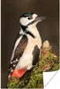 MuchoWow® Poster Ein Buntspecht in der Sonne 120x180 cm - Produktbild-Vorschau 1