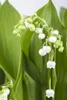 Maiglöckchen, im Topf - Convallaria majalis, weiß Produktbild-Vorschau 1