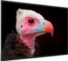 MuchoWow® MuchoWow® Gerahmtes Poster Geier - Vogel - Produktbild-Vorschau 7