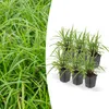 Dekoratívna tráva - Ostrica japonská - Carex morrowii Náhľad obrázku produktu 1