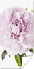 MuchoWow® Poster Draufsicht auf eine rosa Pfingstrose 20x40 Produktbild-Vorschau 1