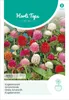 Artikelbild 2 von 'Kugelamarant Mischung' aus der Kategorie Blumensamen Produktbild-Vorschau