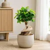 Chinesische Feige - pflegeleichte Zimmerpflanze, Ficus Produktbild-Vorschau 7