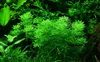 Aquarium Pflanze Limnophila sessiliflora AquaOne Nr.347 Produktbild-Vorschau 1