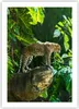 Poster - Poster ohne Rahmen - Dschungel Leopard Panther - Produktbild-Vorschau 1